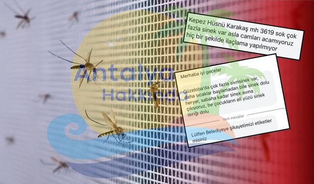 Antalya'da sivrisinek sorunundan bıktılar! Kepez ve Güzeloba sakinleri isyanda