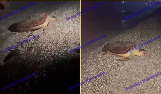 Antalya'da caretta caretta çocuğu ısırdı iddiası!