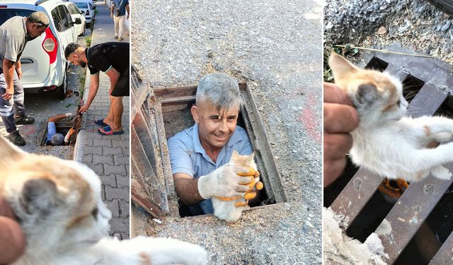 Antalya'da kanalizasyona düşen kedi kurtarıldı!