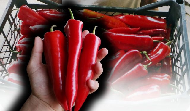 Antalya'nın tescilli lezzeti kapya biberi ihracatın yeni gözdesi oldu