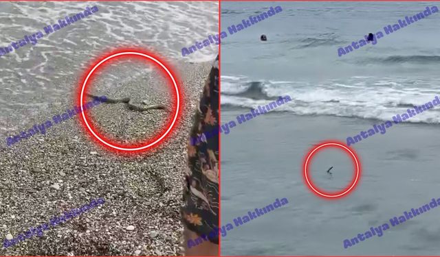Konyaaltı Sahili'nde yılan paniği! İşte o anlar