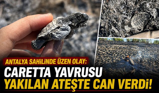 Antalya sahilinde üzen olay: Caretta yavrusu yakılan ateşte can verdi!