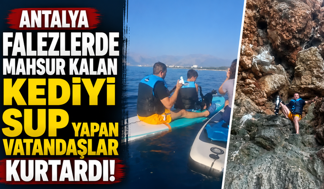 Antalya falezlerde mahsur kalan kediyi SUP yapan vatandaşlar kurtardı! İşte o görüntüler