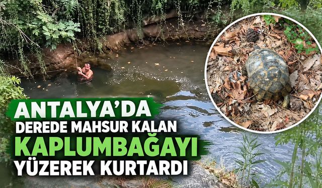 Antalya’da derede mahsur kalan kaplumbağayı yüzerek kurtardı
