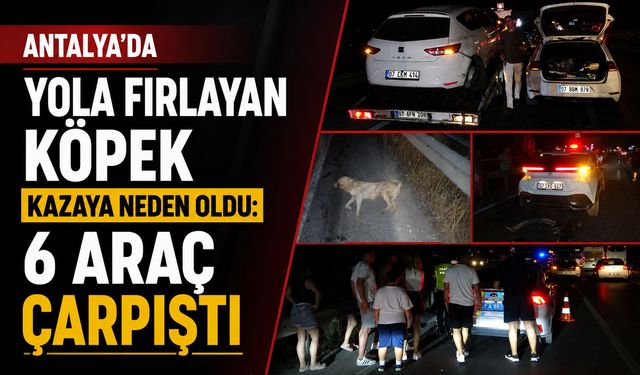 Antalya’da yola fırlayan köpek kazaya neden oldu: 6 araç çarpıştı