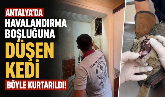 Antalya’da havalandırma boşluğuna düşen kedi böyle kurtarıldı!