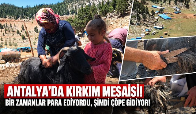 Antalya’da kırkım mesaisi! Bir zamanlar para ediyordu, şimdi çöpe gidiyor!