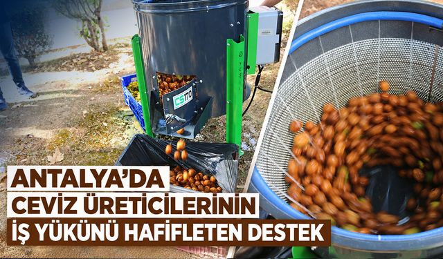 Antalya’da ceviz üreticilerinin iş yükünü hafifleten destek