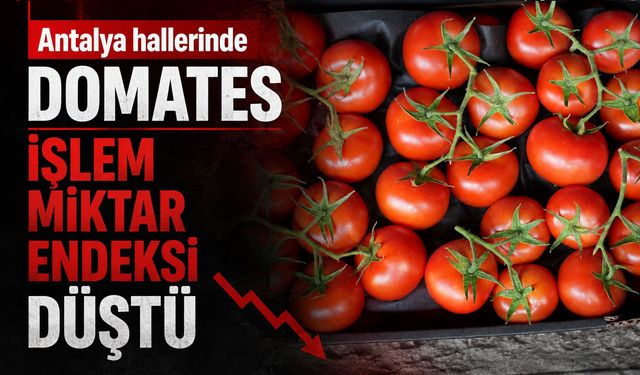 Antalya hallerinde domates işlem miktar endeksi düştü
