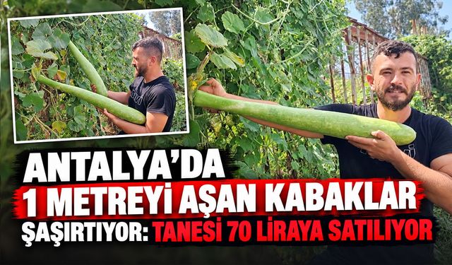Antalya’da 1 metrelik dev kabaklar şaşırtıyor: Tanesi 70 liraya satılıyor