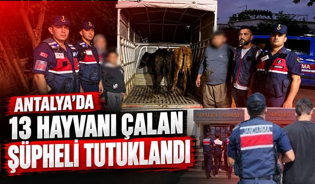Antalya’da 13 hayvan çalan şüpheli tutuklandı