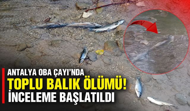Antalya Oba Çayı’nda toplu balık ölümü! İnceleme başlatıldı