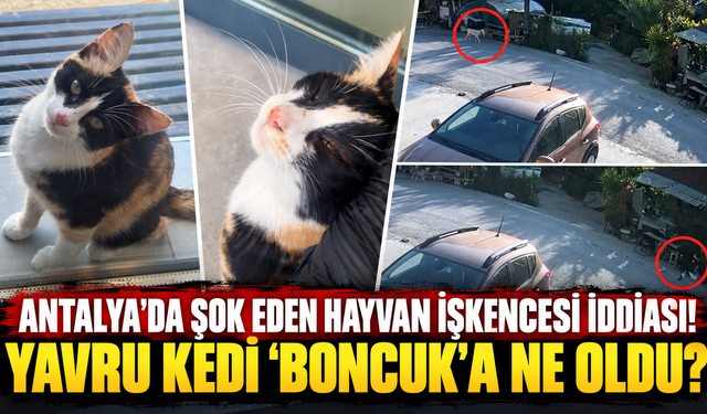 Antalya'da şok eden hayvan işkencesi iddiası! Yavru kedi 'Boncuk'a ne oldu?