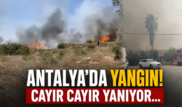 Antalya'da yangın! Cayır cayır yanıyor...