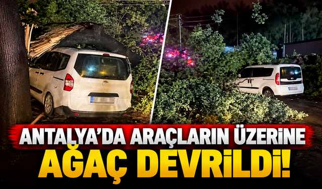 Antalya’da araçların üzerine ağaç devrildi!