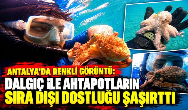 Antalya’da renkli görüntü: Dalgıç ile ahtapotların sıra dışı dostluğu şaşırttı