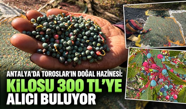 Antalya’da Toroslar’ın doğal hazinesi: Kilosu 300 TL’ye alıcı buluyor