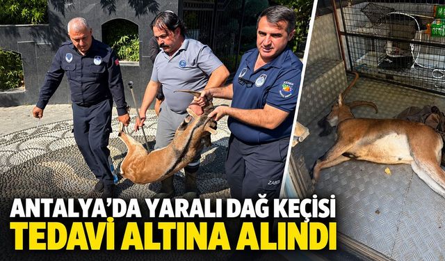 Antalya’da yaralı dağ keçisi tedavi altına alındı