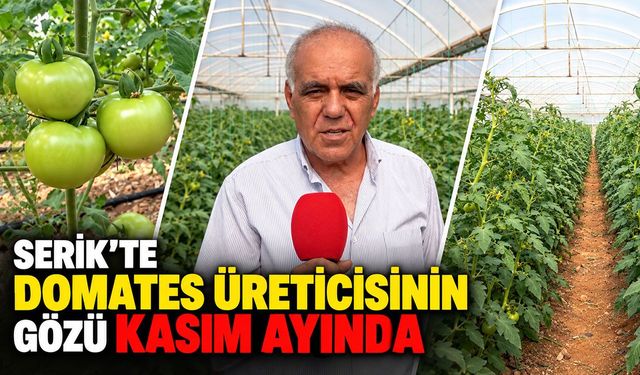Serik'te domates üreticisinin gözü kasım ayında