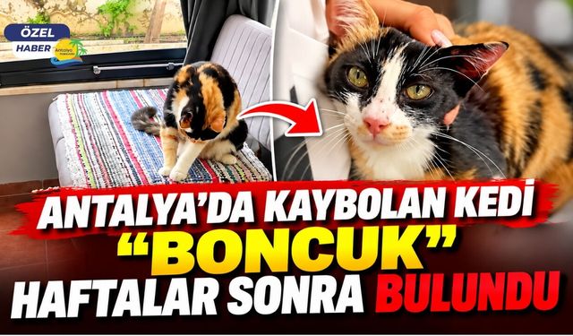 Antalya'da kaybolan kedi "Boncuk" haftalar sonra bulundu