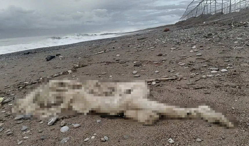 Antalya'da iki günde iki vahşet!