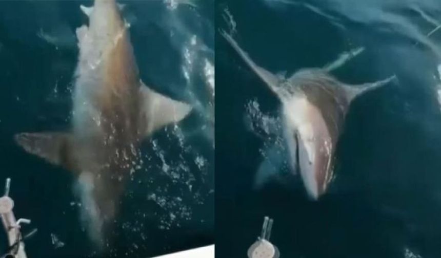 Antalya'da Kıyıda Oltaya Köpekbalığı Geldi! 