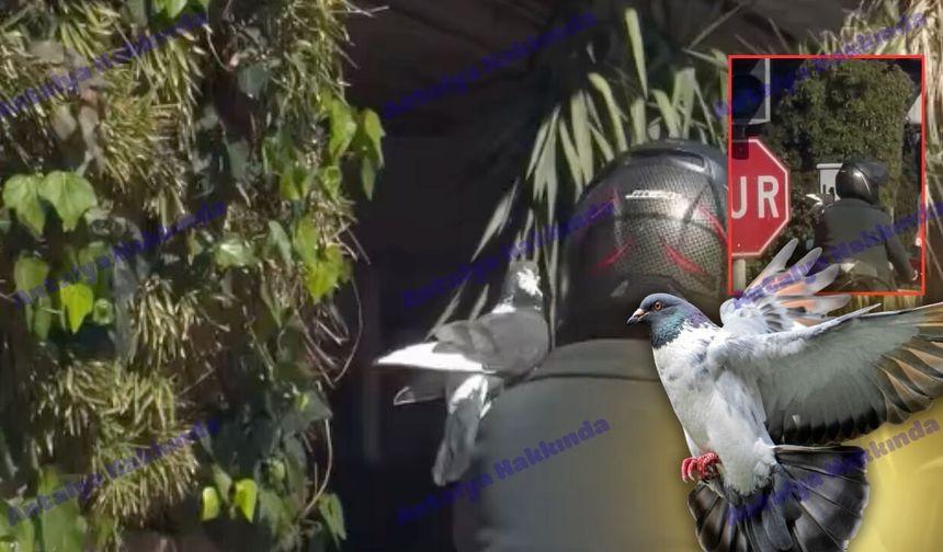 Antalya'da omzunda güvercinle motor sürdü!