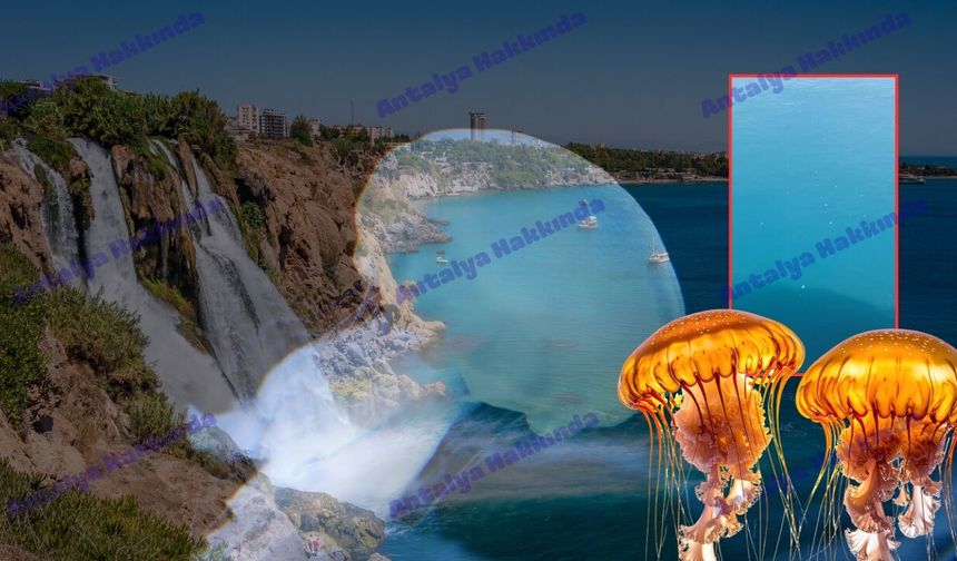 Antalya’da deniz anası paniği! Vatandaş isyan etti