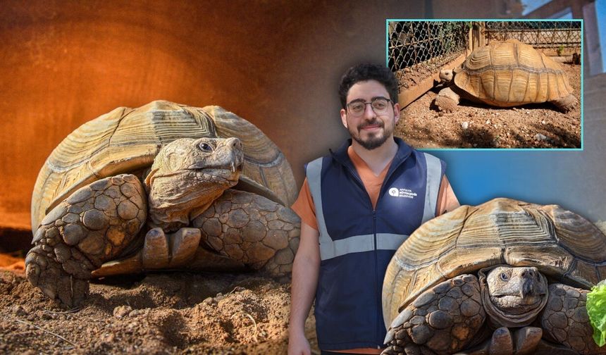 Antalya'da 26 yıllık çınar "Sabi" için arkadaş aranıyor!