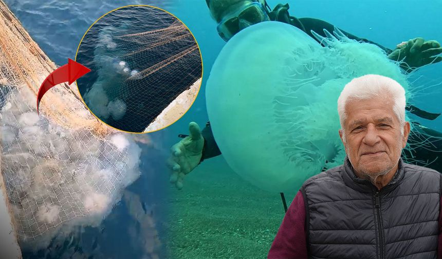 Antalya'da denizanası balıkçıların kabusu oldu: Yüzlercesi ağlara takıldı!