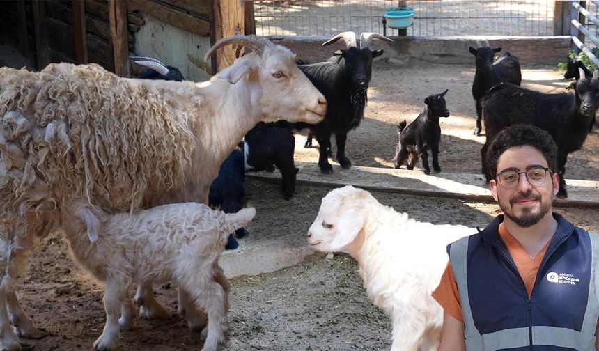 Antalya Doğal Yaşam Parkı’nda doğum sevinci: Yavru keçiler çocuklarla buluşuyor