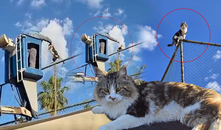 Antalya'da telde mahsur kalan kedi böyle kurtarıldı!