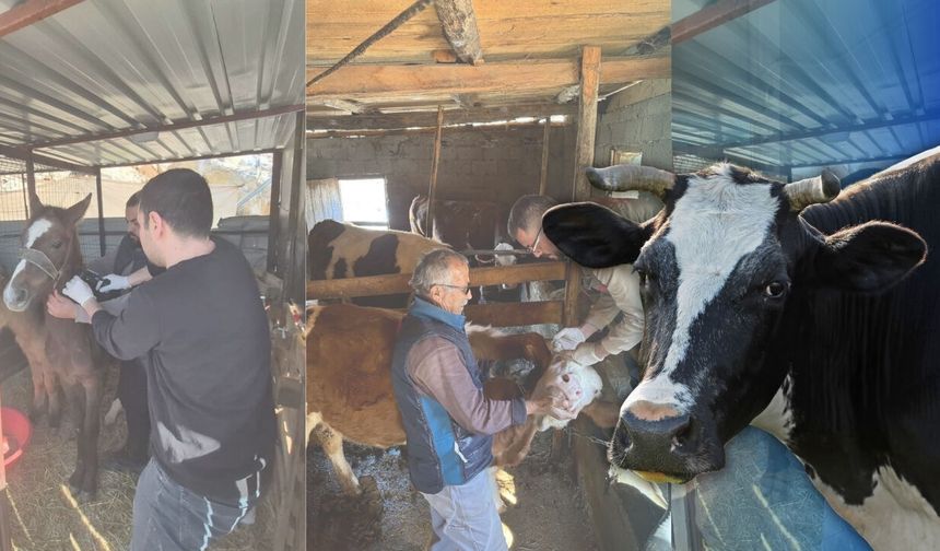 Gazipaşa’da hayvan sağlığına sıkı takip