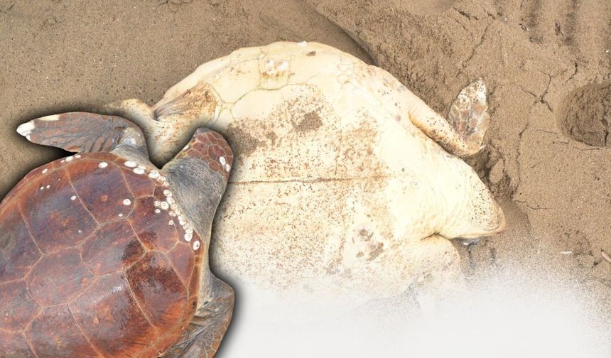 Antalya sahilinde üzen görüntü! Yumurtlama öncesi caretta caretta öldü