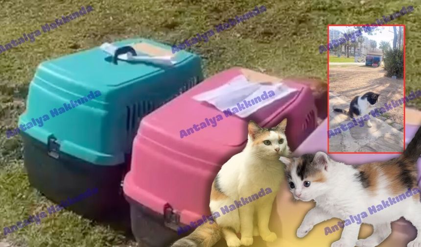 Antalya’da kedilere kapsamlı bakım çalışması