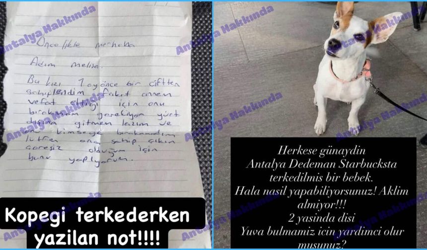 Antalya'da terk edilen köpeğin üzerine bırakılan not görenleri şok etti!