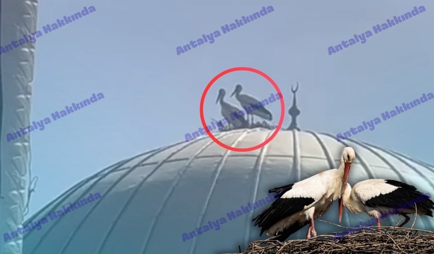 Antalya'da leylekler cami kubbesine yuva yaptı!