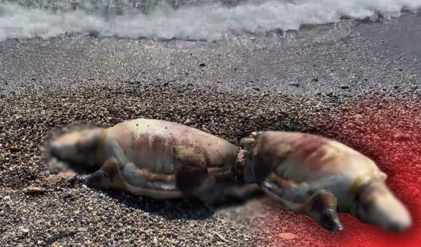 Antalya'da 2 günde 2 caretta caretta ölü bulundu!