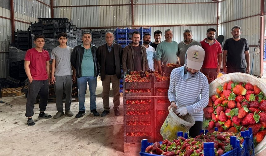 Antalya'da üretici isyan etti: Tarlada 50, markette 150 TL!