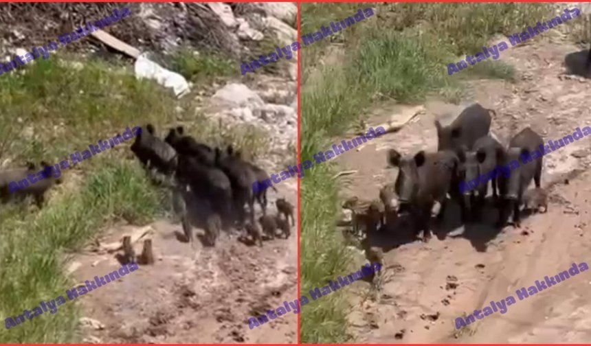 Antalya'da çok sayıda domuz görüntülendi!