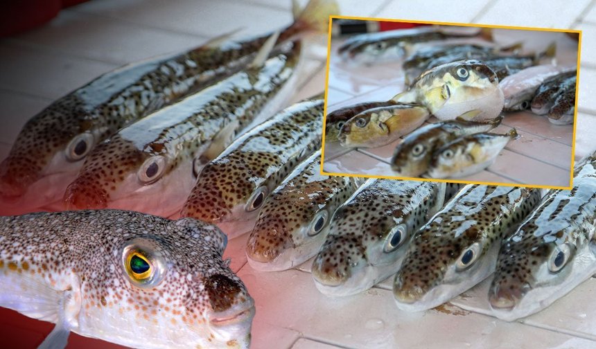 Akdeniz ve Ege'de binlerce balon balığı yakalandı: İstilacı türde büyük düşüş!