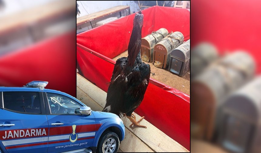 Antalya'da horoz dövüşüne jandarma baskını!