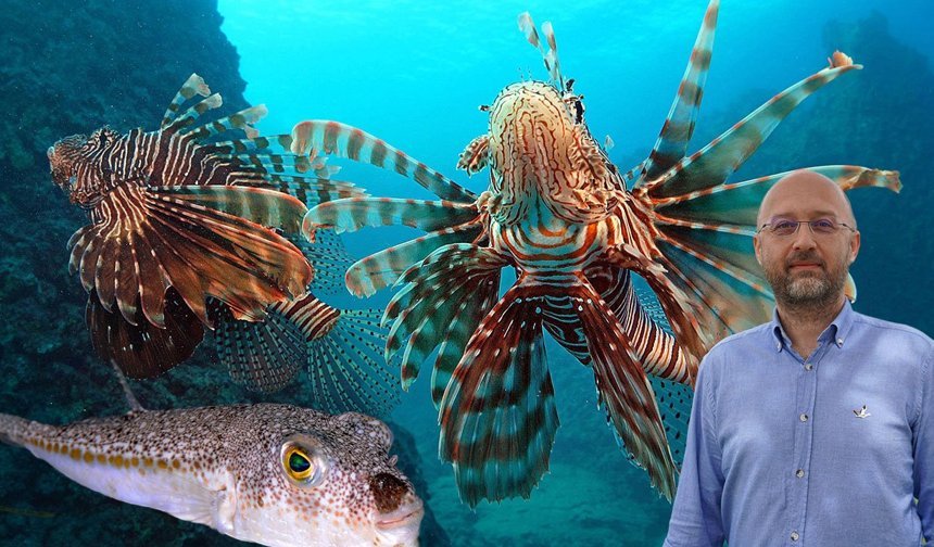 Akdeniz’de istilacı tür alarmı!