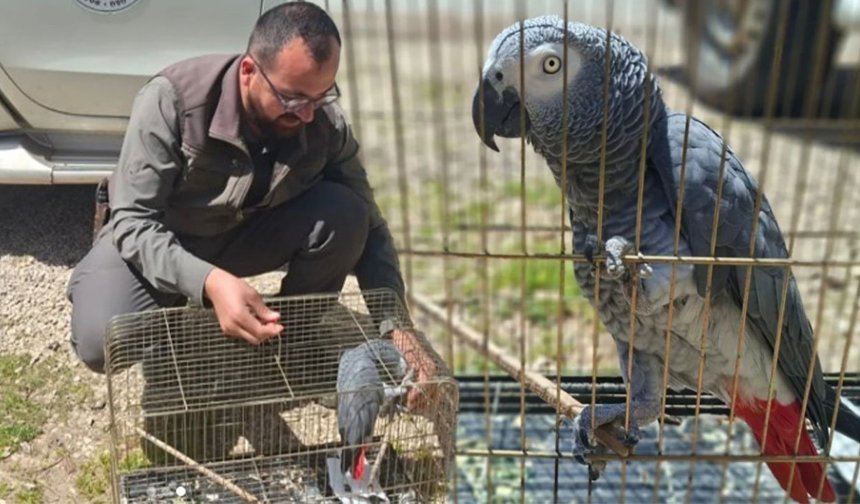 Antalya'da belgesiz papağan ele geçirildi: İşletme sahibine ceza kesildi