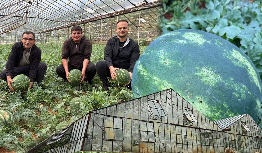 Antalya'da hasat heyecanı: Karpuzlar tezgahlara iniyor