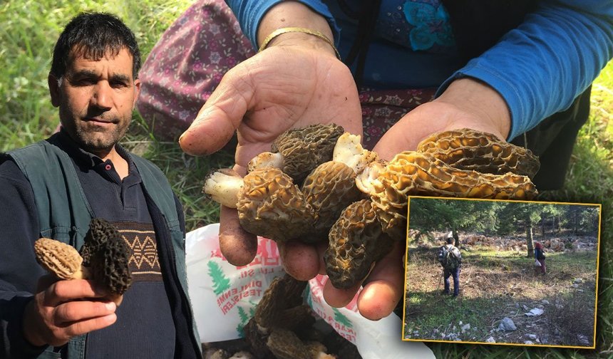 Antalya'da altın değerinde mantar: Kilosu bin 500 liradan satılıyor