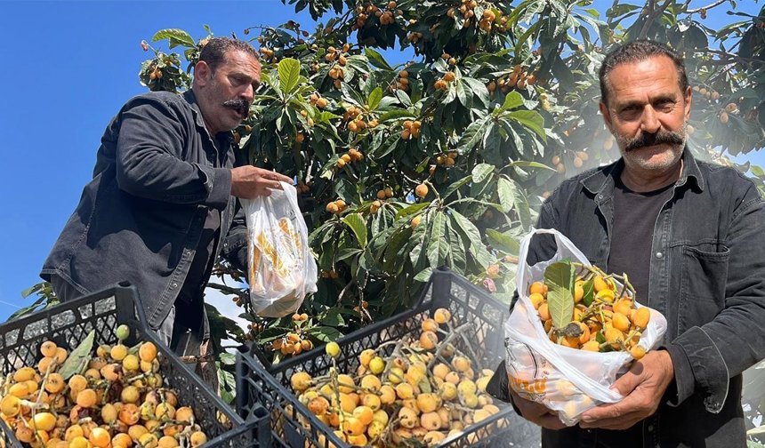 Antalya'da sosyal medyadan çağrıda bulundu: Dalında kalan yeni dünyayı ücretsiz dağıttı!