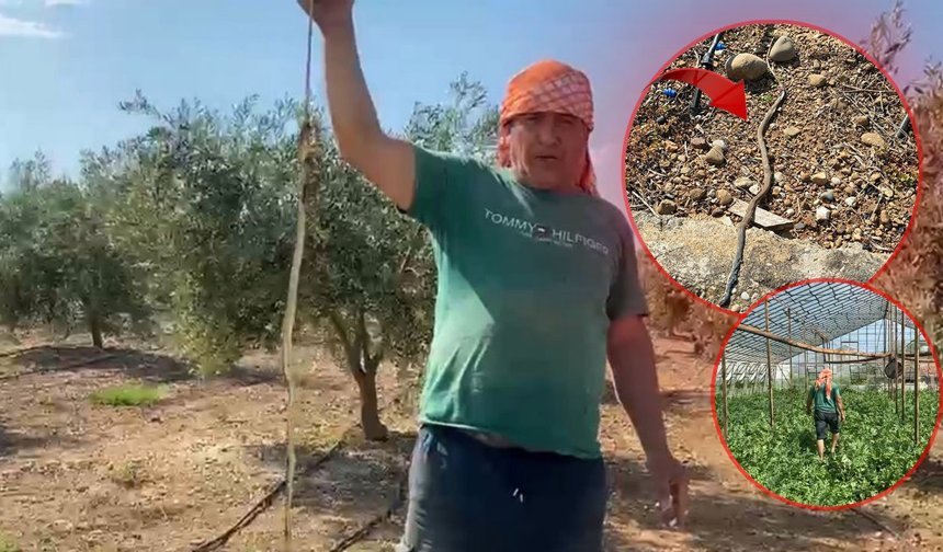 Antalya'da karpuz serasında yılan paniği!