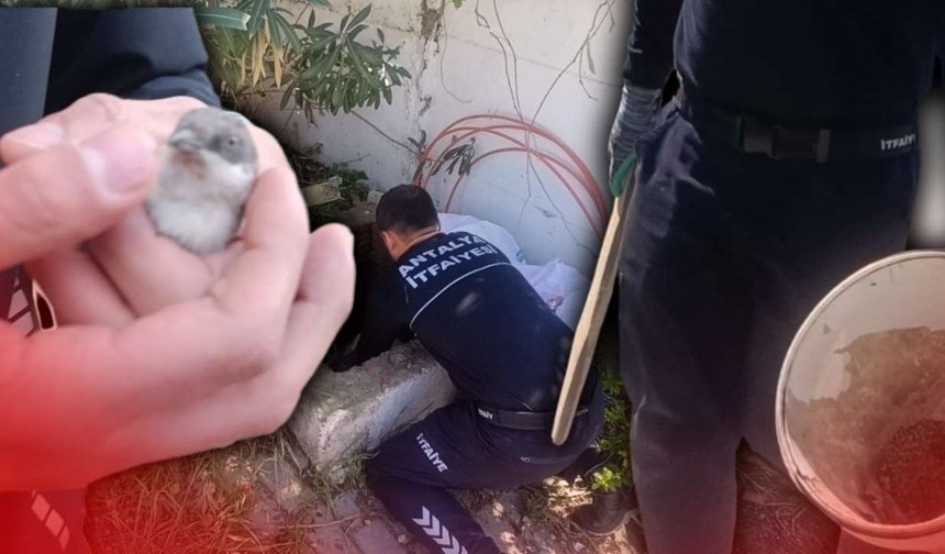 Antalya'da itfaiye dakikalarla yarıştı! Kirpi ve serçeler kurtarıldı