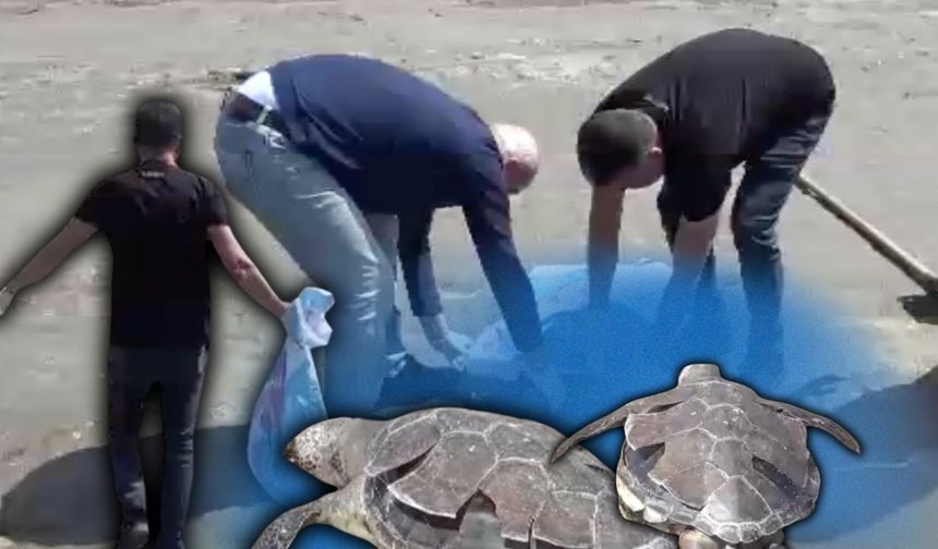 Antalya'da üzen manzara! Caretta Caretta ölü bulundu
